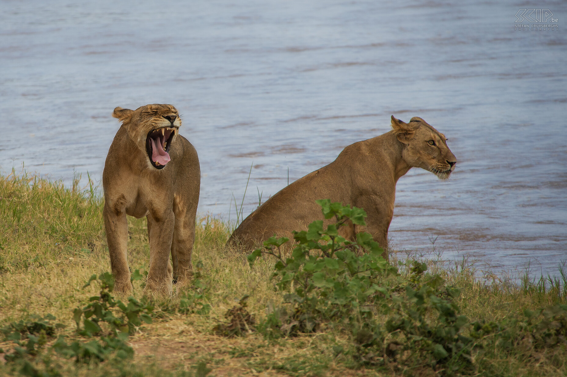 Samburu - Leeuwen We komen twee vrouwelijke leeuwen tegen aan de rivierbedding van de Ewaso Ng'iro rivier. Ze lagen lang te luieren op de grond maar nadien wandelen ze toch naar het water, rekken zich uit en geeuwen er op los. Stefan Cruysberghs